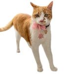 Sellerie pour chat