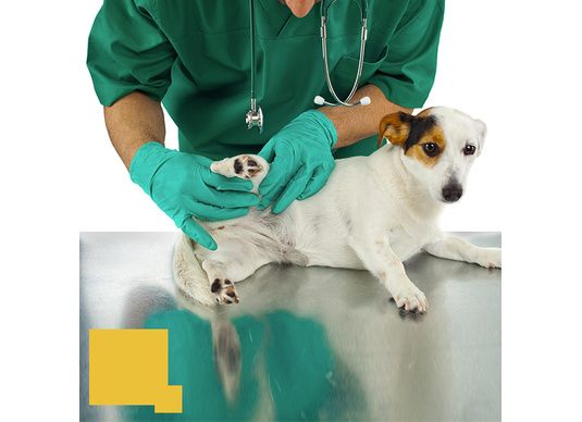 Comment diagnostiquer la présence de puces sur votre chien ?