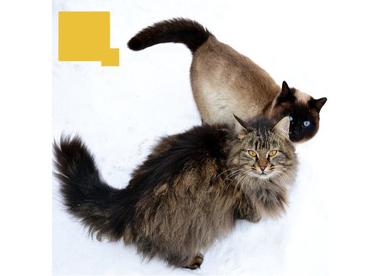 Langage du chat : que veulent dire ces 5 signes ?
