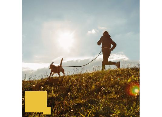 Comment bien débuter le canicross avec son chien ?