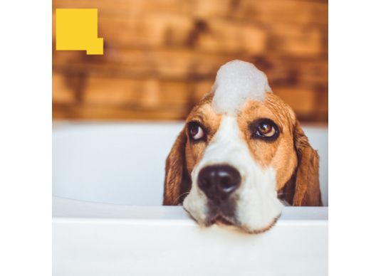 Comment choisir le bon shampooing pour son chien ?