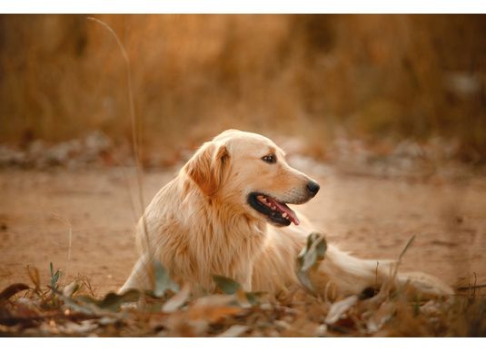 Préparer l'automne avec son chien