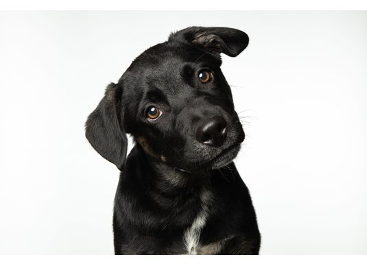 Accueillir un chien : Conseils pratiques et objets indispensables pour un nouveau départ réussi !