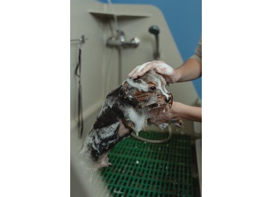 Prendre soin de votre compagnon à quatre pattes : Les shampoings !