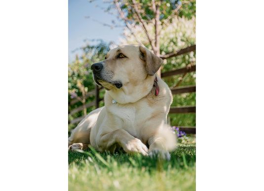 Préparer le printemps avec son chien : Conseils et produits essentiels