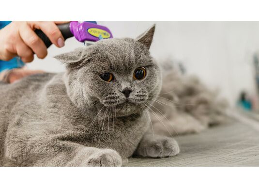 La mue printanière chez le chat : Comment le gérer efficacement ?