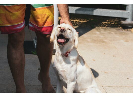 Comment Occuper Mon Chien l'Été ? - Notre Guide Pratique