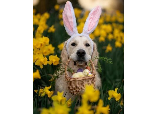 Comment fêter Pâques avec son animal ?